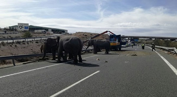 Spain: Circus Truck Tips Over, Kills Elephant, Injures 4 Others Spain: Circus Truck Tips Over, Kills Elephant, Injures 4 Others